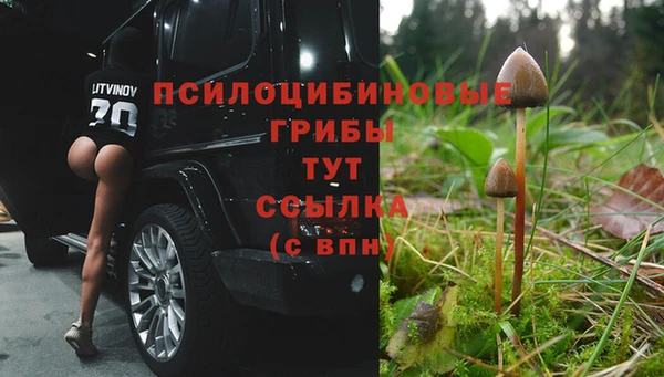 прущие грибы Бородино